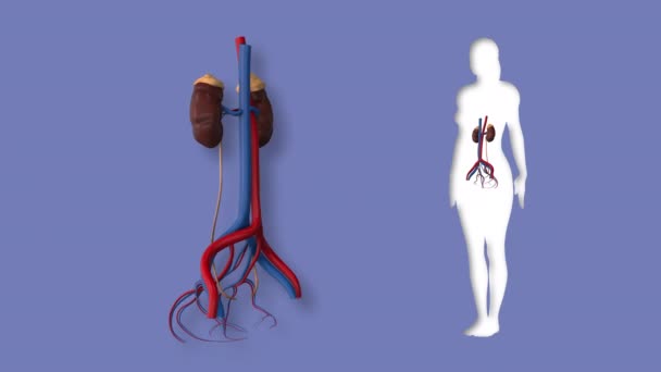 Animatie Van Het Vrouwelijke Niersysteem — Stockvideo