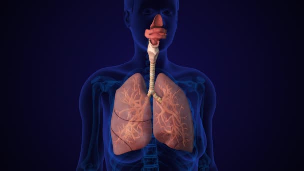 Das Menschliche Lungenatmungssystem Mit Luftröhre — Stockvideo