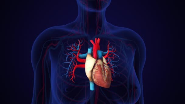 Sistemul Circulator Uman Anatomia Inimii Corpul Transparent — Videoclip de stoc