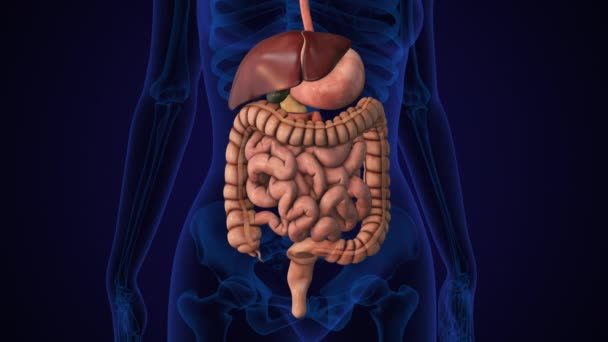 Concept Animation Anatomie Système Digestif Humain — Video