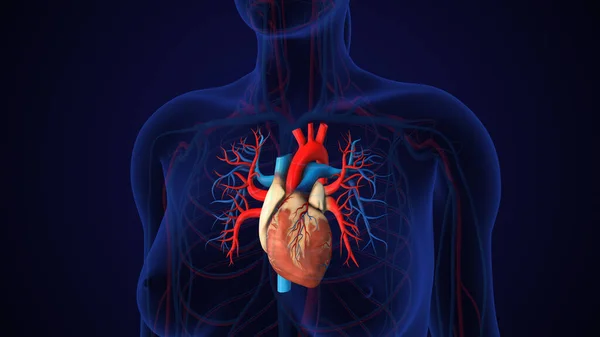 Human Circulatory System Heart Anatomy on Transparent Body