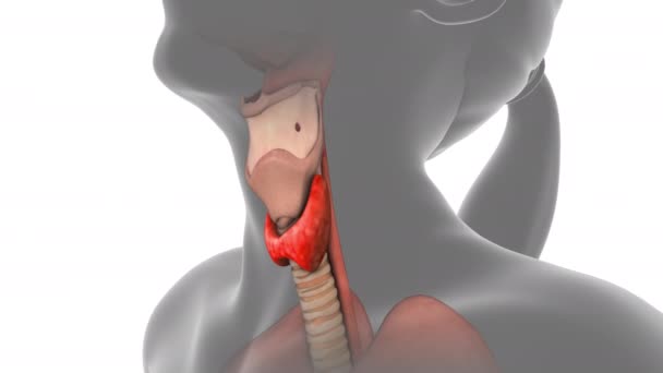 Kelenjar Tiroid Dalam Tubuh Manusia — Stok Video