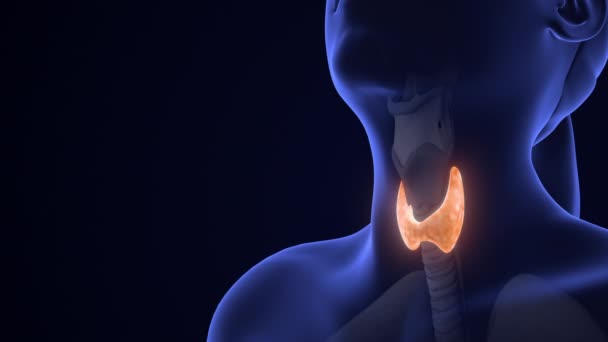 Animation Anatomie Glande Thyroïde Humaine — Video