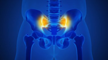 Artrit sakroiliak eklem anatomisi