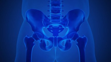 Artrit sakroiliak eklem anatomisi