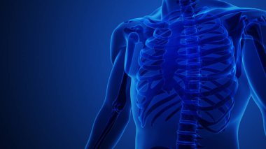 Göğüs kemiği ve kaburgaları gösteren insan anatomisi.