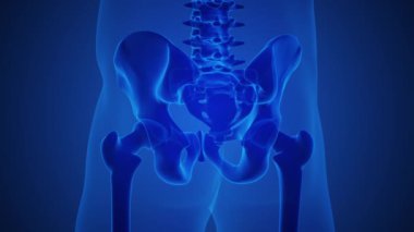 İnsan iskeleti ve acı veren sakrum.