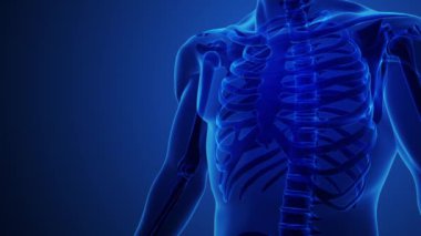 Göğüs kemiği ve kaburgaları gösteren insan anatomisi.