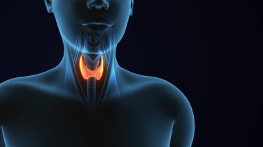 3 Boyutlu İnsan Vücut Tiroid Bezi Anatomisi