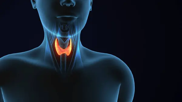 3 Boyutlu İnsan Vücut Tiroid Bezi Anatomisi