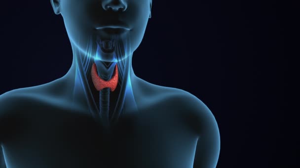 Anatomia Glandei Tiroide Corpului Uman — Videoclip de stoc
