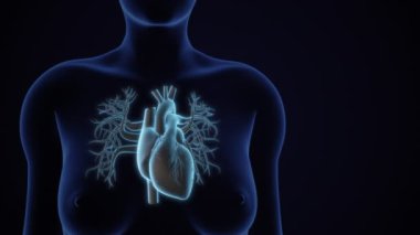 İnsan Kalp Sistemi Anatomisi