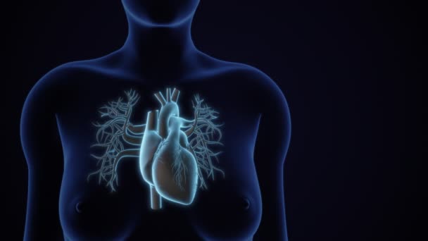 人类心脏系统的解剖 — 图库视频影像
