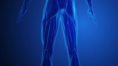 Mavi arkaplan ile Hamstring Kas Ağrısı