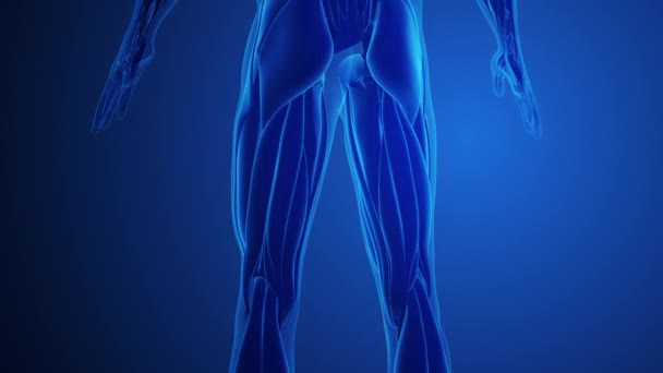 Dor Músculo Isquiotibial Com Fundo Azul — Vídeo de Stock