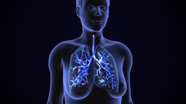 人类肺呼吸系统健康概念 — 图库视频影像