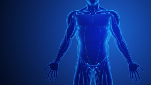 Bauchmuskelschmerzen Mit Blauem Hintergrund — Stockvideo