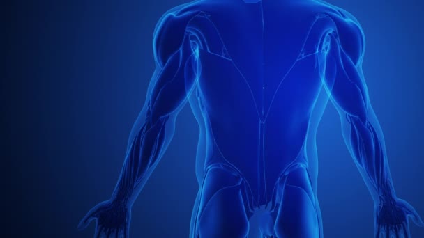 Latissimus Dorsi Músculos Com Fundo Azul — Vídeo de Stock