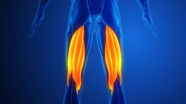 Mavi arkaplan ile Hamstring Kas Ağrısı