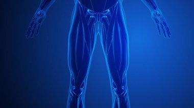 Dörtlü kaslar Mavi arka planlı kaslar