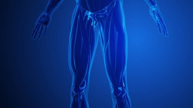 Dörtlü kaslar Mavi arka planlı kaslar