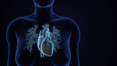İnsan Kalp Sistemi Anatomisi