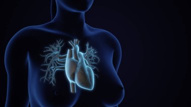 İnsan Kalp Sistemi Anatomisi