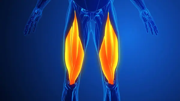 Dörtlü kaslar Mavi arka planlı kaslar