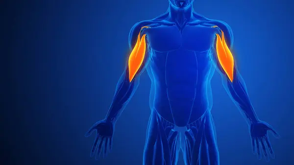 Bicepes Douleur Musculaire Avec Fond Bleu Image En Vente