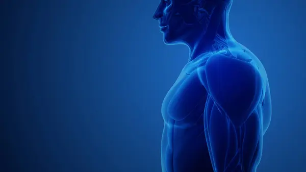 Muscles Deltoïdes Avec Fond Bleu Photos De Stock Libres De Droits