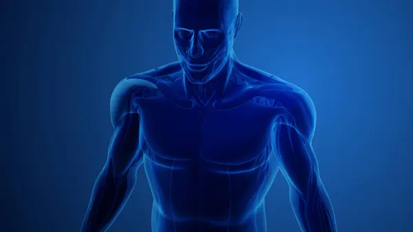 Deltoideus Muscle Anatomy Blue Background — Stock Photo, Image