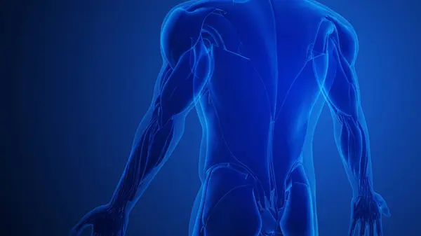 Latissimus Dorsi Muscles Avec Fond Bleu Images De Stock Libres De Droits