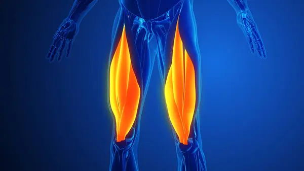 Douleur Musculaire Quadriceps Avec Fond Bleu Images De Stock Libres De Droits