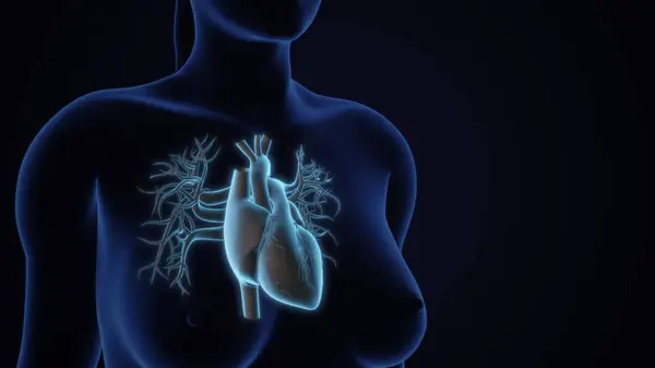 Anatomie Système Cardiaque Humain Photos De Stock Libres De Droits