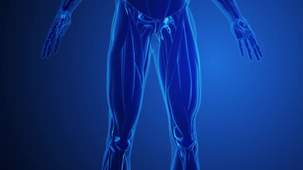 Quadriceps Músculos Dolor Con Fondo Azul — Vídeo de stock