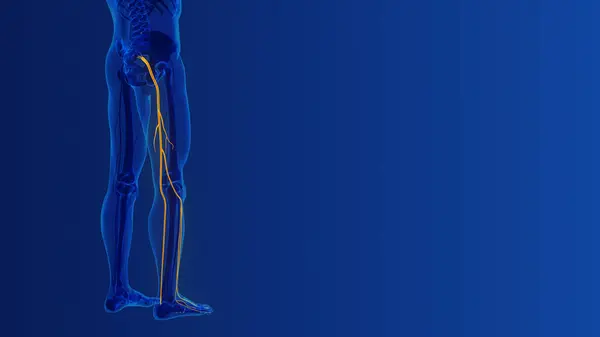 Siyatik omurga ve sinir ağrısı Tıbbi konsept