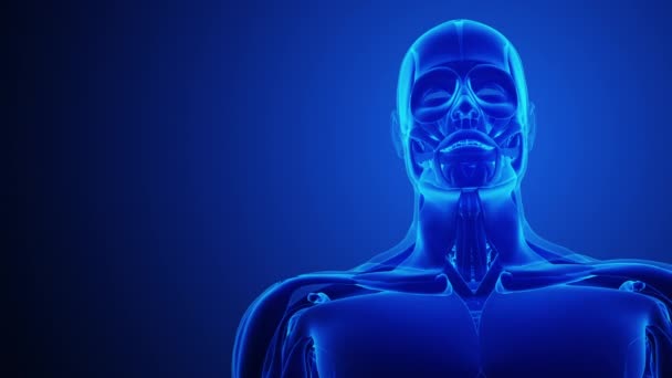 Sistemul Muscular Corpului Uman Anatomia Gâtului — Videoclip de stoc