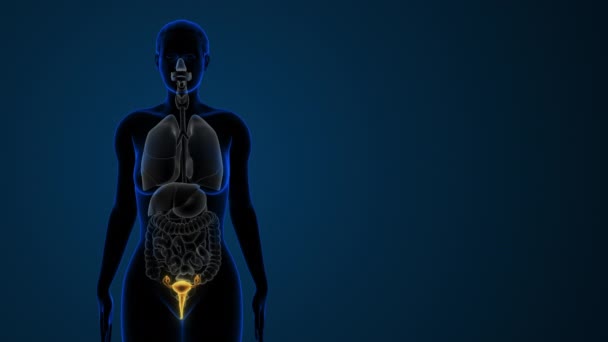 Vooraanzicht Van Vrouwelijke Gemarkeerde Baarmoeder Anatomie — Stockvideo
