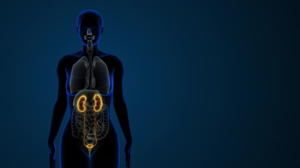 Female Highlighted Kidneys Urinary System — Stock Video
