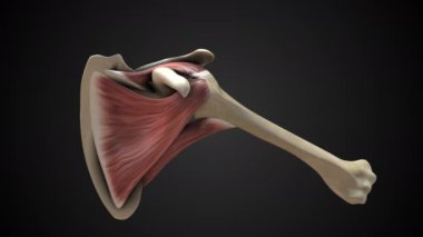 Painful shoulder joint with dark background