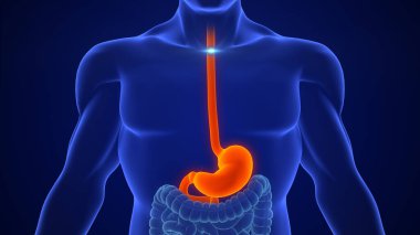 Asit Reflü Mide Gastroenterolojisi Antakid Tedavisi