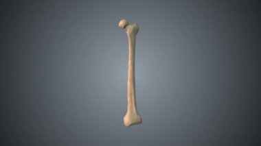 Kırık Kemik Döndürme Tıbbi Kavramı