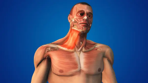 Sağ tarafı Platysma Kas Ağrısı olan İnsan Vücudu