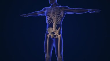 Anatomi İnsan Kalçası Eklem Tedavisi
