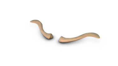 Beyaz arkaplanda insan köprücük kemiği izole edilmiş.