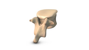 Beyaz arkaplanda izole edilmiş İnsan Omurgası