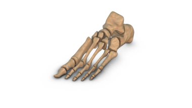 Beyaz arka planda izole edilmiş insan bacağı kemikleri