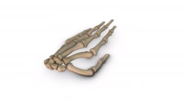 Human Hand bones isolated on white background