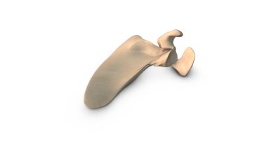 Beyaz arka planda izole edilmiş insan kürek kemiği