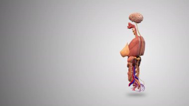 Eğilim geçmişi olan kadın iç organları